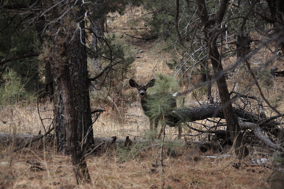 Mule deer in northern NM at 9000'